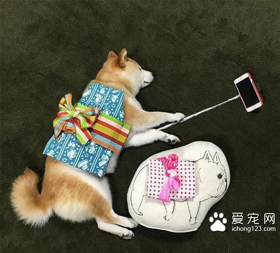 教你给睡梦中的狗狗打造文艺气质！