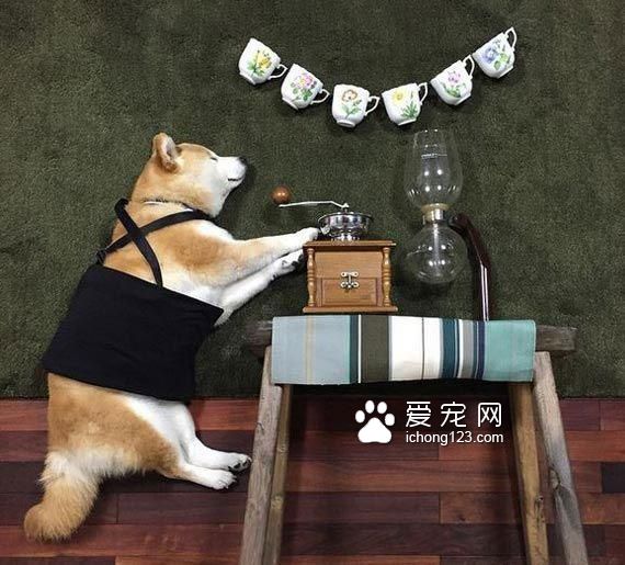 教你给睡梦中的狗狗打造文艺气质！