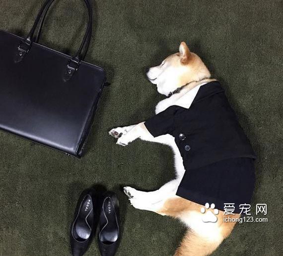 教你给睡梦中的狗狗打造文艺气质！