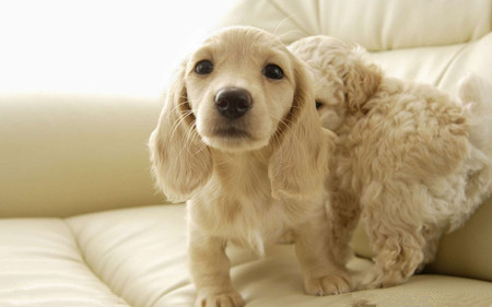 狗耳朵发炎了怎么办 平时注意狗耳朵的清洁