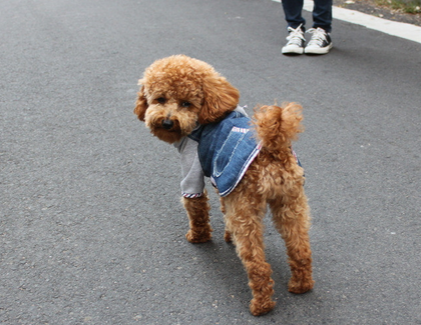 狗为什么掉毛 皮肤病造成掉毛最普遍