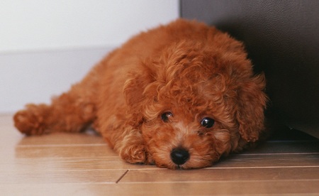 泰迪犬怎么拔耳毛 拔耳毛前先做清洁工作