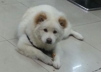 小狗能吃磨牙棒吗 主要要看磨牙棒的材质