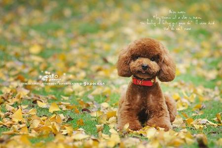 泰迪狗耳朵发炎怎么办 带狗到宠物医院