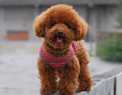 狗的细小病是怎样的症状 做好预防的工作