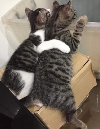 勾肩搭背，一看就不是正经喵！