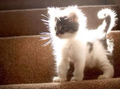 是来自喵星球的喵星人大人