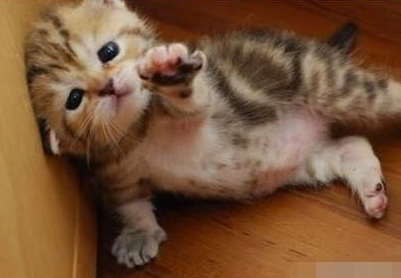 鱼...鱼...拜托给我一条小鱼吧