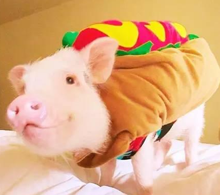 真是盛装打扮啊