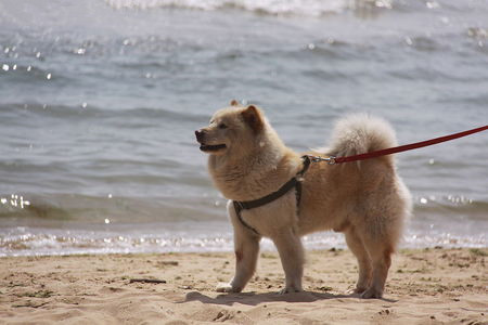 狗会传染给人什么病 七类疾病易传染给人