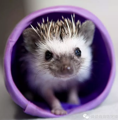小刺猬，萌萌哒！
