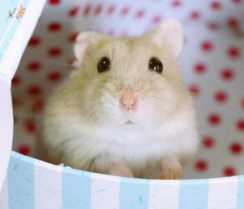 傻乎乎的，一脸呆萌