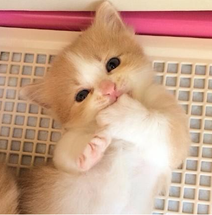 太可爱了，随时随地被萌到啊！