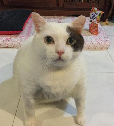 胖，就要胖得与众不同！