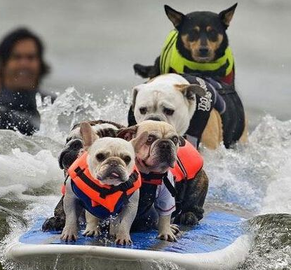 汪星人的游泳大赛