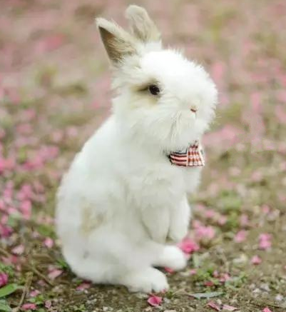 只想做一个绅士的兔子