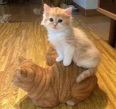 喵星人的定力真好