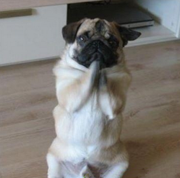 怎样训练小狗站着走路 训练强度不能过大