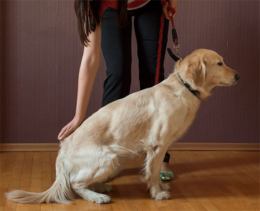 怎么训练狗走路 用美食引诱训练