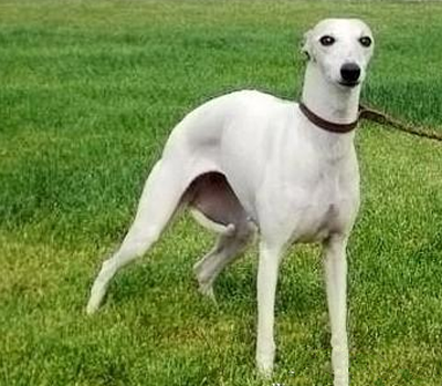 怎么训练格力犬咬狗 训犬的练习要有规律