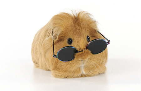 世界各地宠物靓装现身庆萌宠装扮日