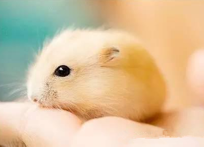 萌得我们一脸血的小仓鼠