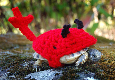 世界各地宠物靓装现身庆萌宠装扮日