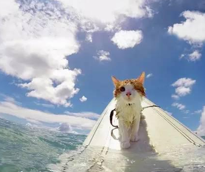 喜欢冲浪的猫咪