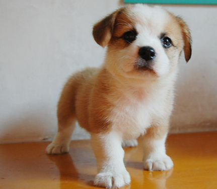 狗狗怎么训练听话 全家人应统一一下意见