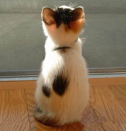 喵星人的小背影，像天使一样，萌化人