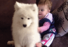 萨摩耶就是汪星人中的傻白甜！