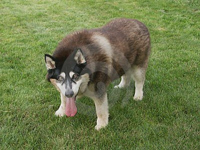 被狗咬后会得狂犬病吗 不一定会得狂犬病