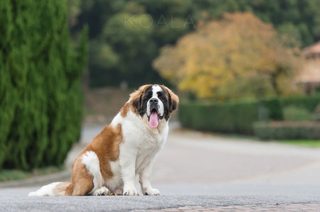 狗咬了人会死吗 不是被咬后都会得狂犬病