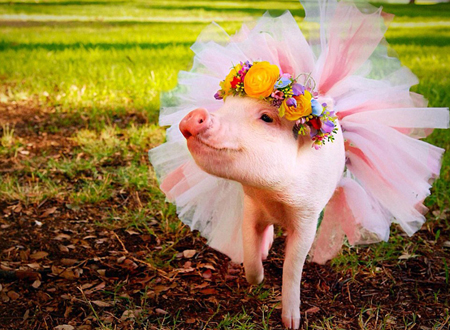 世界各地宠物靓装现身庆萌宠装扮日