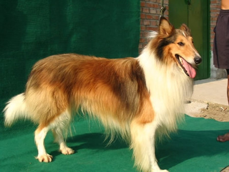 狗咬怎么消毒 可用碱性洗涤剂清洗伤口