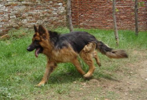 如何训练狗不乱咬东西 可以使用暴力