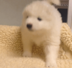 萨摩耶就是汪星人中的傻白甜！