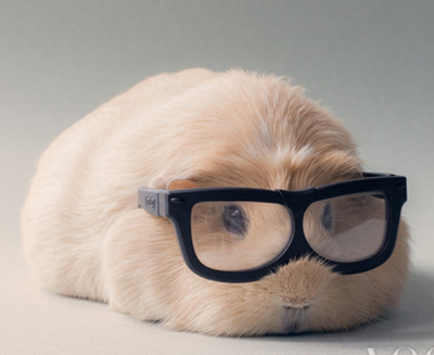 世界上最萌的天竺鼠