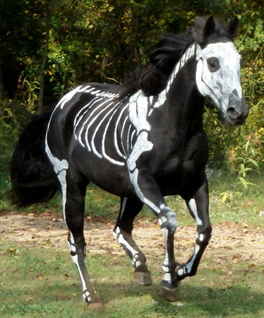 世界各地宠物靓装现身庆萌宠装扮日