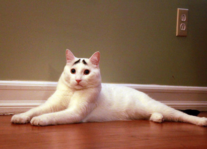 喵星人很囧很忧伤