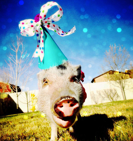 世界各地宠物靓装现身庆萌宠装扮日