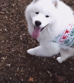 萨摩耶就是汪星人中的傻白甜！