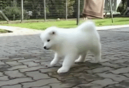 萨摩耶就是汪星人中的傻白甜！