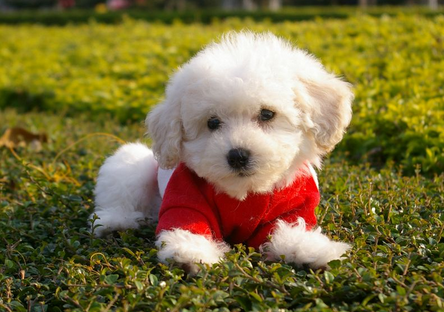 小狗什么时候走路 20-30天左右能正常走路