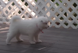 萨摩耶就是汪星人中的傻白甜！