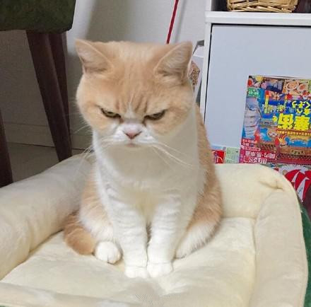 一只自带“生气表情”的喵