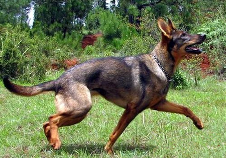 怎么训练狗扑咬 训练前培养它的警觉性