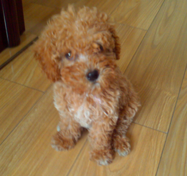 怎么训练小狗打滚 可以手拿美食来诱惑它