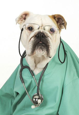 世界各地宠物靓装现身庆萌宠装扮日