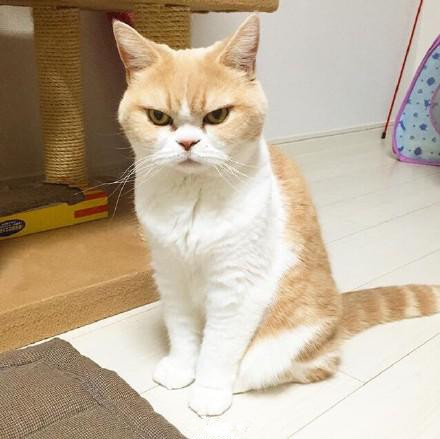 一只自带“生气表情”的喵